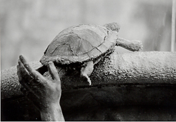 Tartaruga della fontana delle tartarughe al Ghetto di Roma
