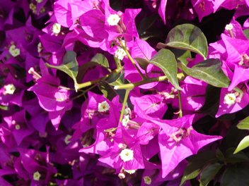 Bougainvillea Bougainvillea