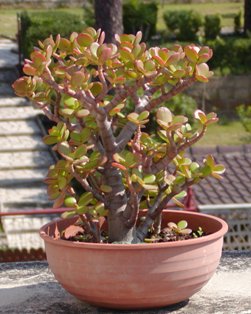 crassula