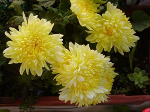 crisantemo chrysanthemum