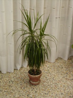 dracaena marginata