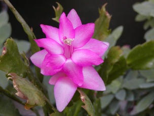 LINGUA di SUOCERA Sclumbergera