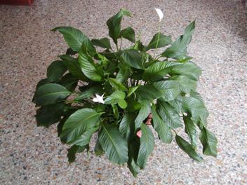 spathiphyllum