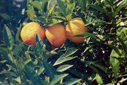 arancio: fogliame e i frutti, le arance