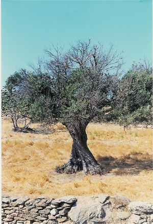 Olivo