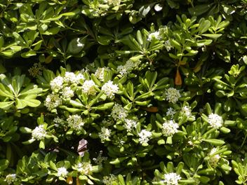 Pittosforo Pittosporum