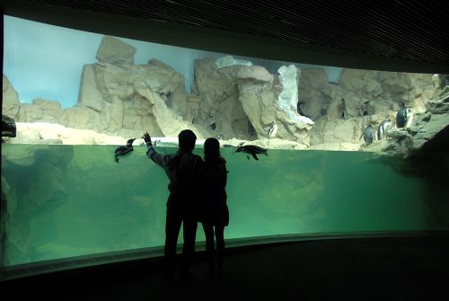la vasca dei pinguini all'acquario di Genova