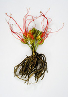 CARLA MATTII: WHITE PROJECT