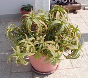 aloe