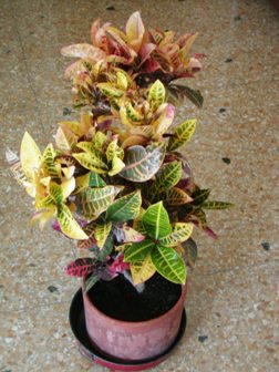 Croton