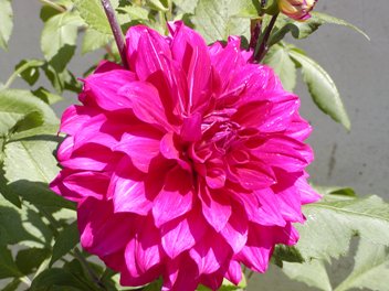 Dalia