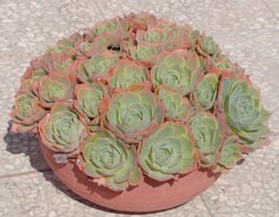 echeveria
