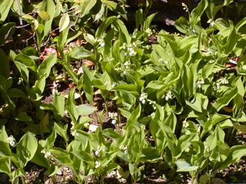 mughetto convallaria majalis