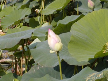 fior di loto
