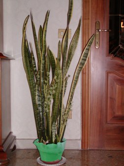 sansevieria