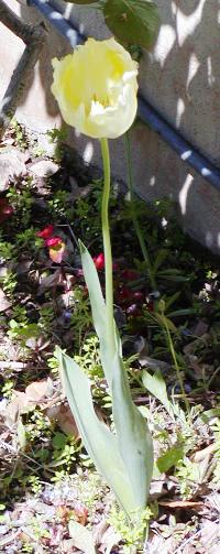 tulipano