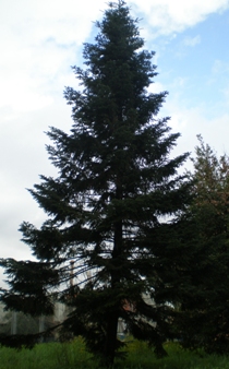 abete rosso peccio albero di natale