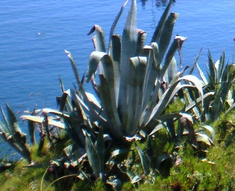 Agave