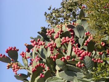 fico d'india: pale e frutti