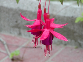Fucsia