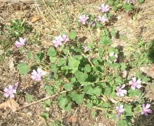 malva