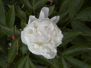 peonia