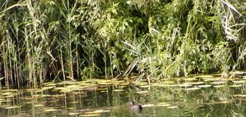 Piante Acquatiche