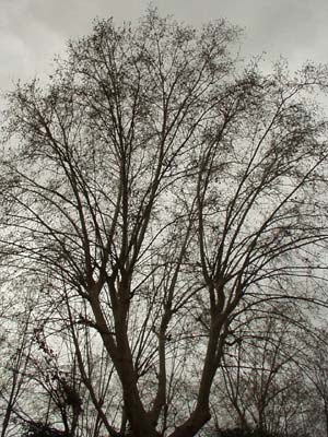 Maestoso Platano occidentale spoglio foto invernale