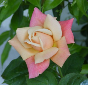 rosa