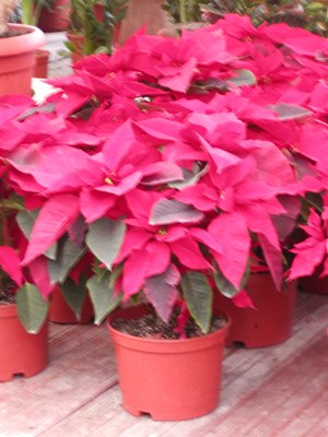 stella di natale poinsettia pulcherrima euphorbia pulcherrima